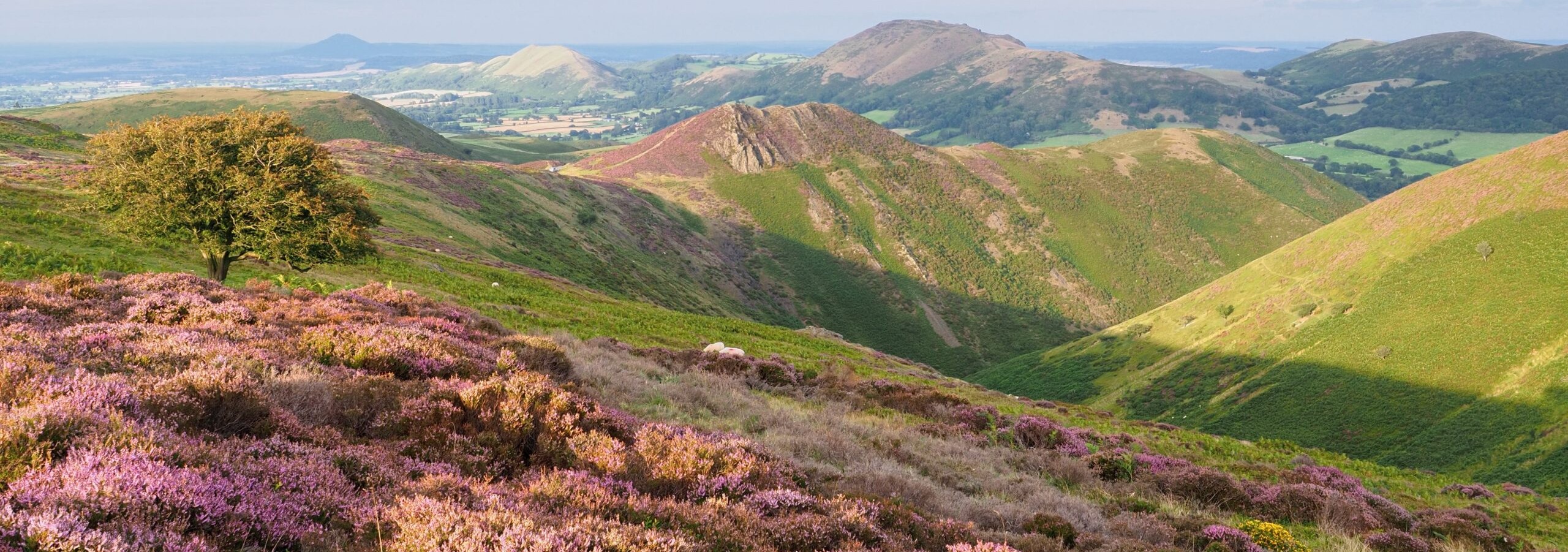 Purple heather and rolling hills in the Shropshire countryside